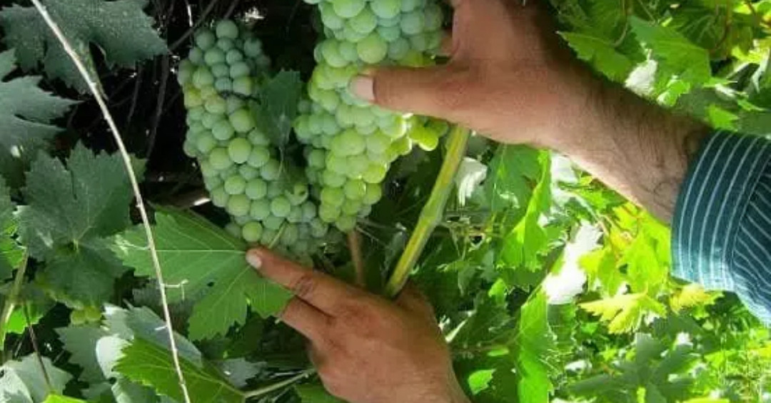 ۱۲۵هزار تن محصول انگور در ملکان ازبین رفت