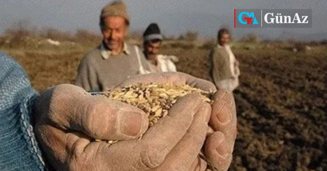 تولید گندم در ایران ۳۰ درصد کاهش یافت