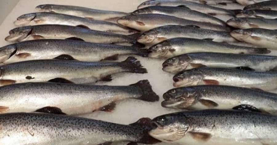 مصرف ماهی در ایران۵۰ درصد کاهش یافت؛ مقایسه با آمارهای جهانی