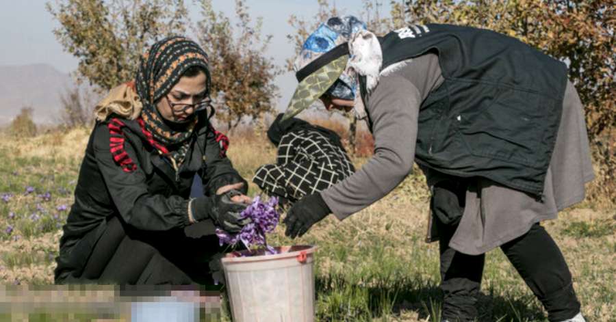 قطب تولید زعفران آذربایجان‌شرقی فاقد صنایع بسته بندی است
