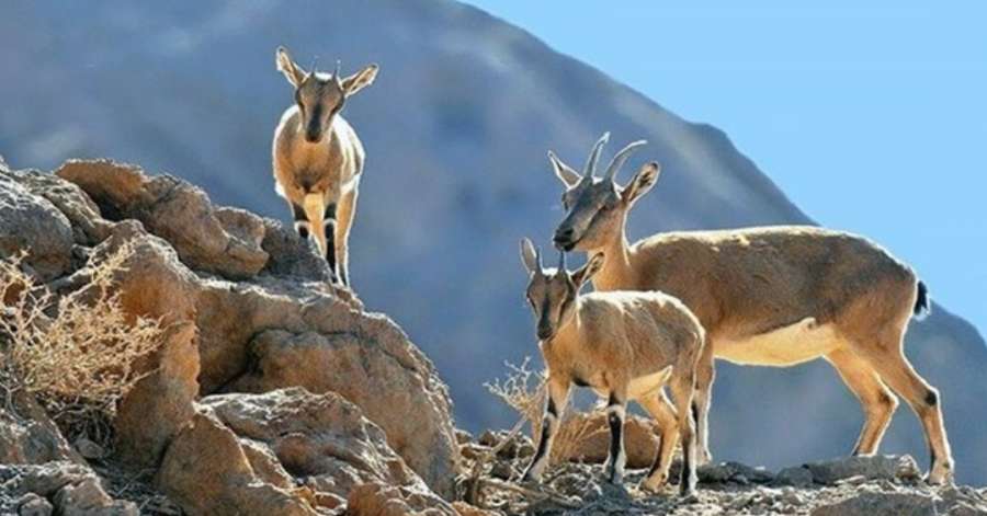 آهوهای دشت سهرین زنجان در خطر انقراض قرار دارند