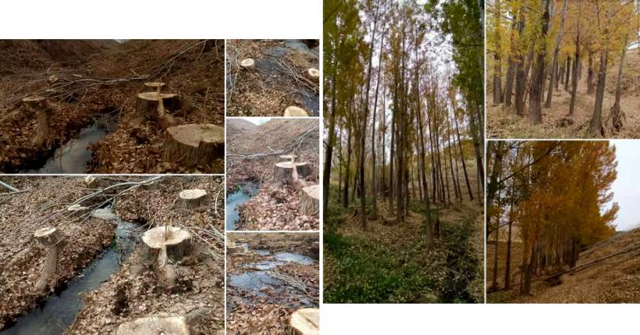 قتل عام فجیع درختان در شهر قوشچی آذربایجان‌غربی - تصویر و ویدئو