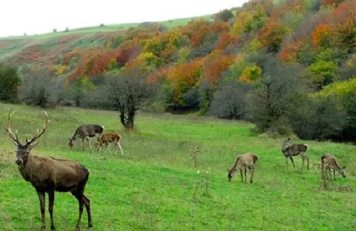 جنگل‌های فندق‌لو آذربایجان به نام گیلان ثبت شد