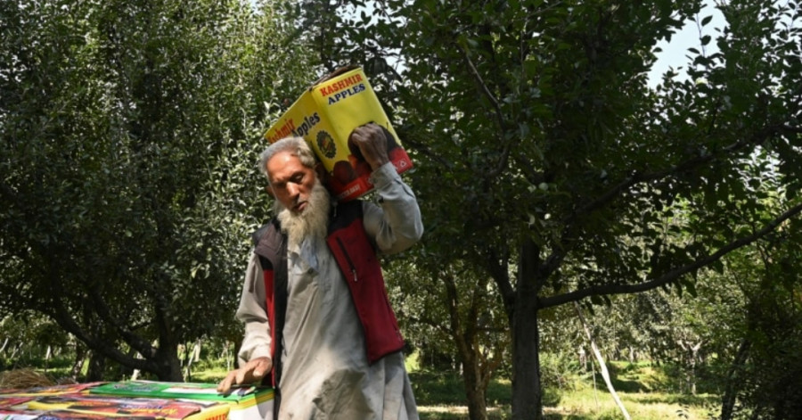 درخواست باغداران کشمیری از دولت هند برای قطع واردات سیب از ایران