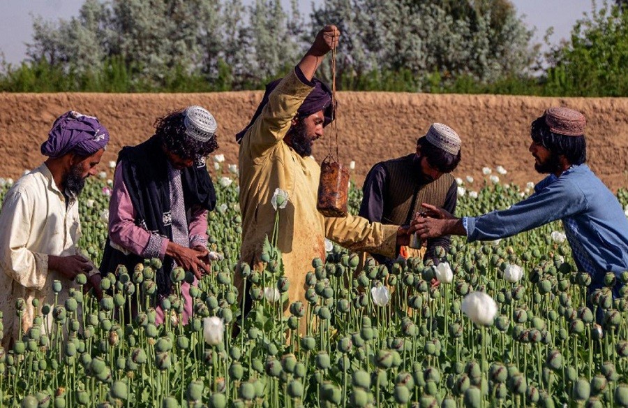 طالبان کشت خشخاش و استفاده مواد مخدر را در افغانستان ممنوع کرد