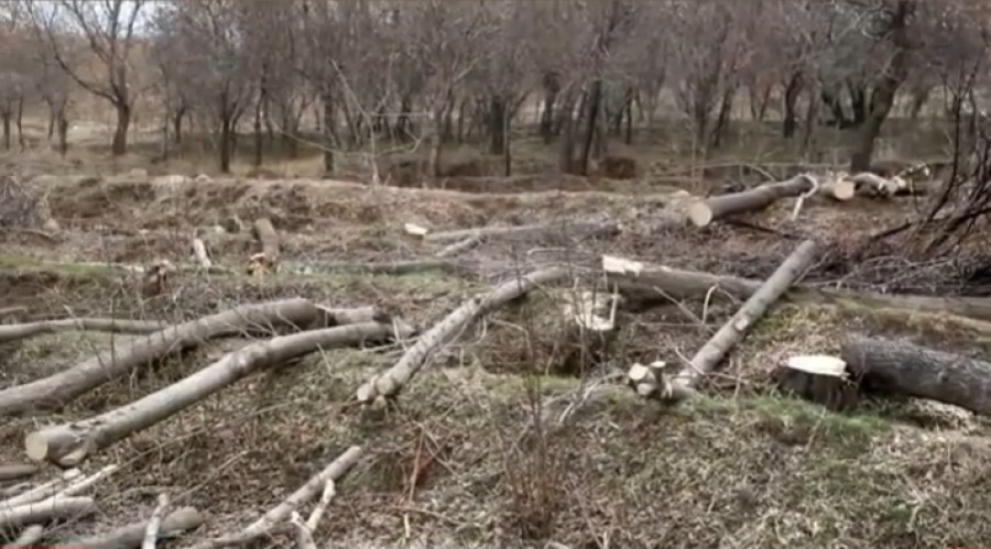 اداره منابع طبیعی به جای کاشت درخت، ۳۰۱ اصله درخت تبریز را قطع کرد