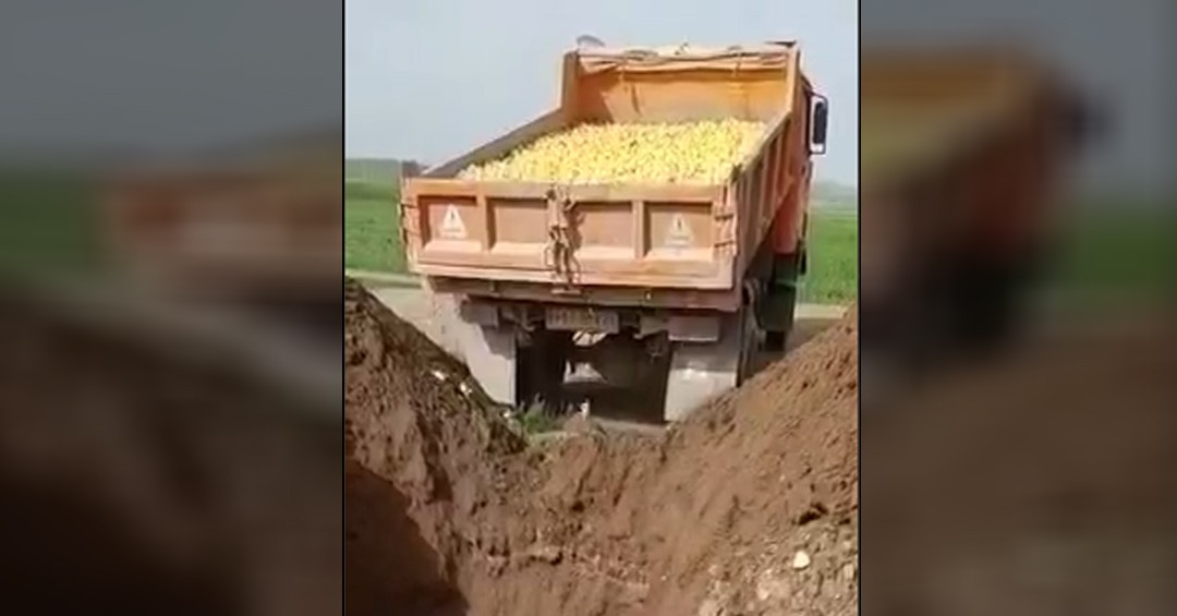 کشتار هزاران جوجه توسط شرکت تعاونی تولیدی آذرجوجه اردبیل - ویدئو