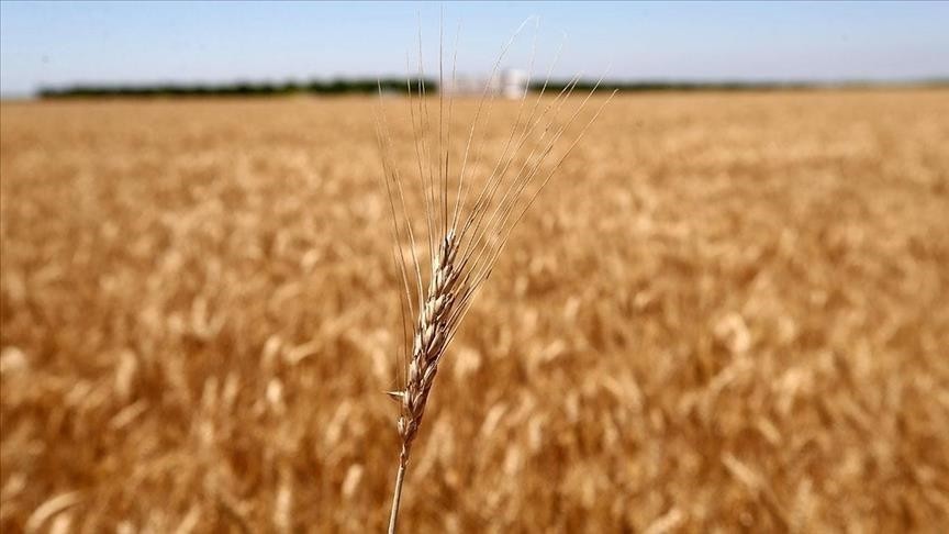 کاهش قیمت جهانی گندم در پی توافق استانبول