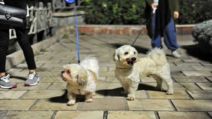 Ardabil Prosecutor's Office Bans "Dog Walking"