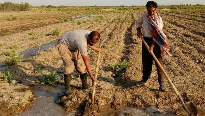کشاورزی ایران در مسیر فروپاشی؛ بحران برنج و گندم جدی‌تر شد