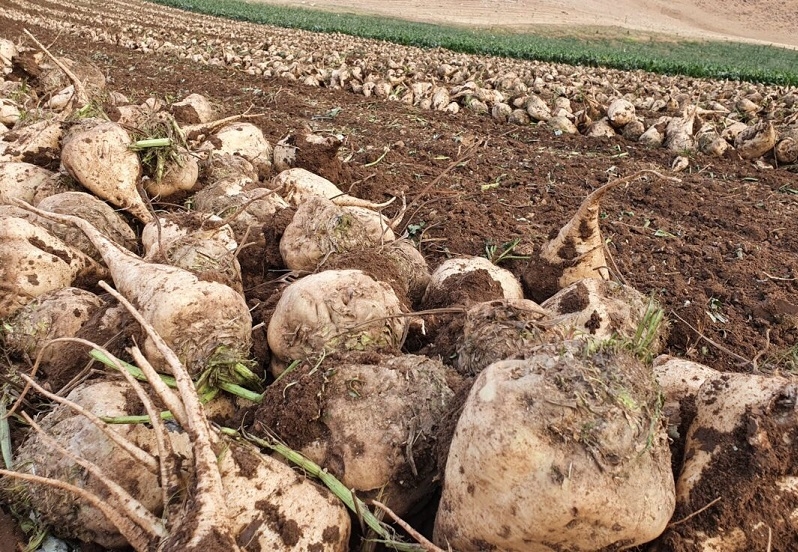 Sugar beet is one of the reasons for the drying up of Lake Urmia