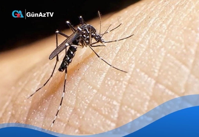 People infected with dengue virus has increased in Iran