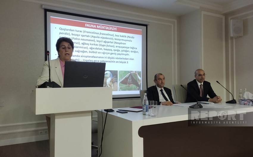 Ermənilər Topxanadan  qiymətli ağacları kəsib  Ermənistana daşıyıb