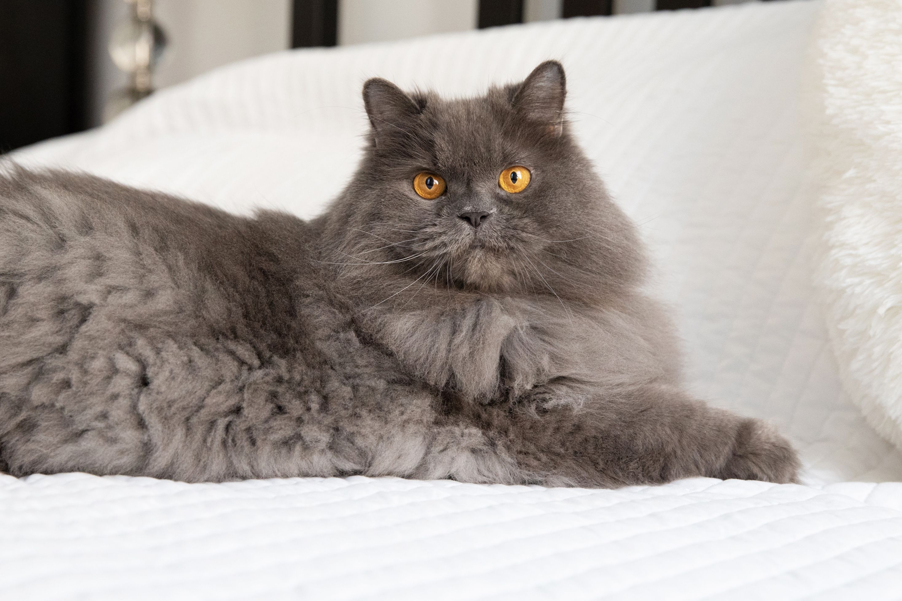 Iran detained a couple for keeping a cat as a pet