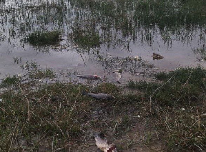 محیط زیست آذربایجان قربانی سوء مدیریت؛ تلف‌ شدن‌ ماهی‌‌های دریاچه‌ شورابیل‌ اردبیل‌ در اثر آلودگی