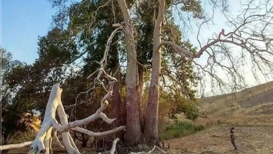 قطع و فروش درخت ۸۰۰ ساله روستای زگلیک اهر با هماهنگی بخشداری برای تأمین هزینه ساخت سرویس بهداشتی؛ در کنار بزرگترین معدن مس خاورمیانه!