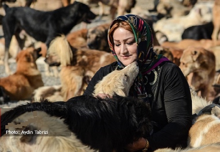فعالیت پناهگاه حیوانات پردیس تبریز تعلیق شد؛ جان ۲۵۰۰ حیوان در خطر است