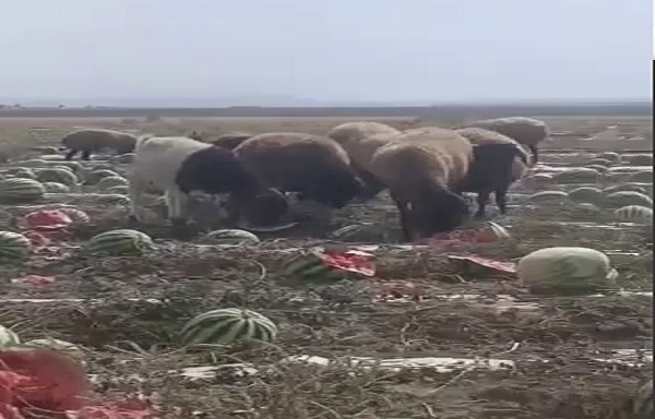 وضعیت اسفناک کشاورزان‌ و باغداران آذربایجانی‌؛ هدر رفت ذخایرآبی و زیان‌دهی کشاورزان و باغداران