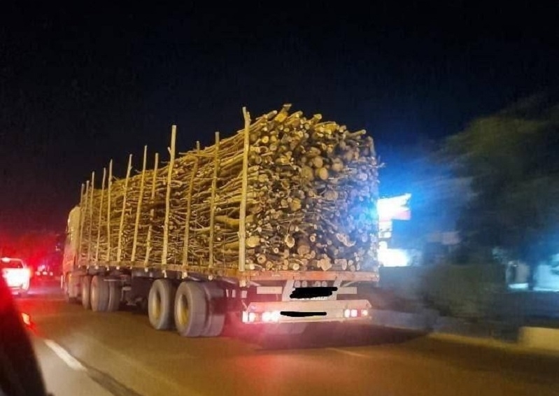 Rare tree species are being destroyed in the forests of South Azerbaijan