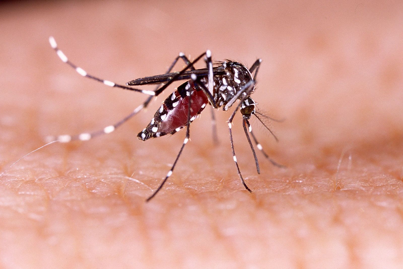 Dengue fever is spreading across Iran