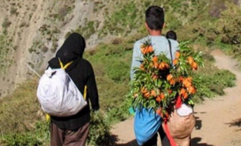 Urmu ətrafında nadir bitki növləri talanır